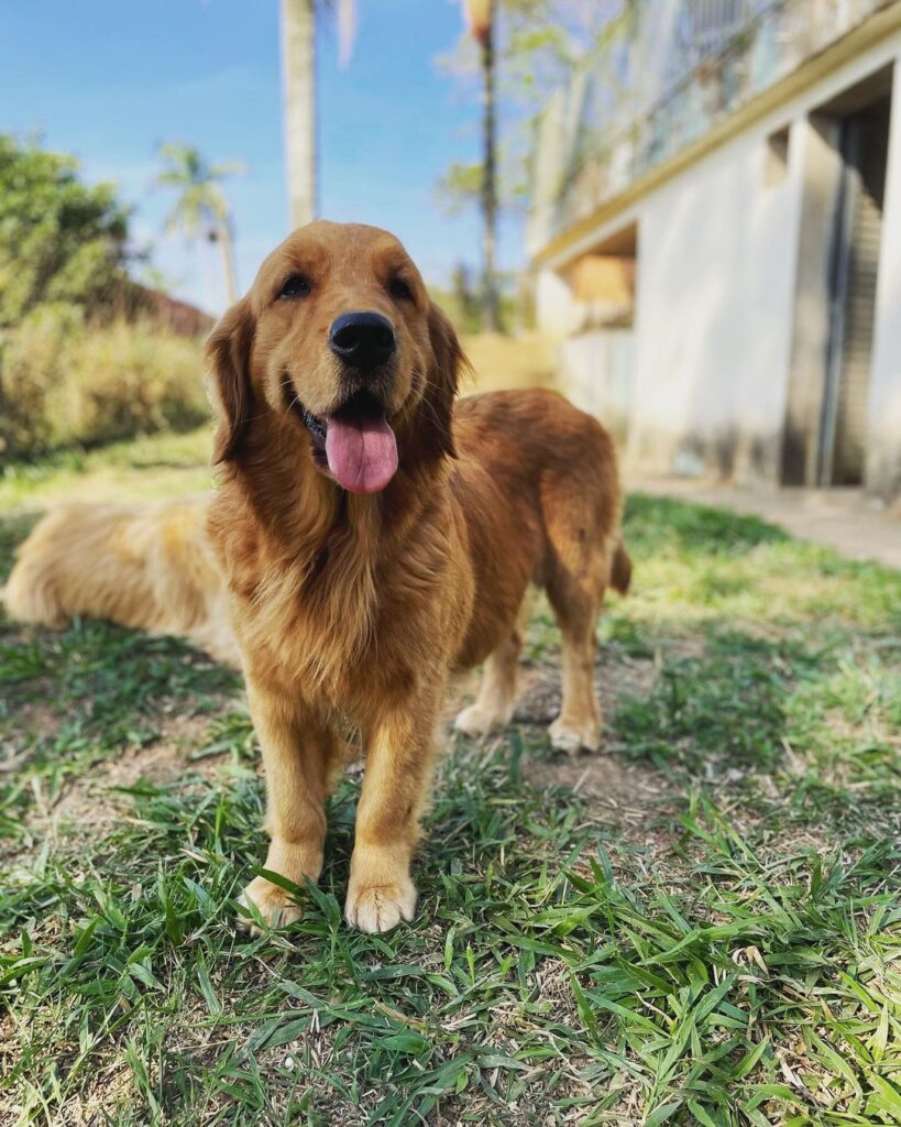 Criação responsável de Golden Retriever