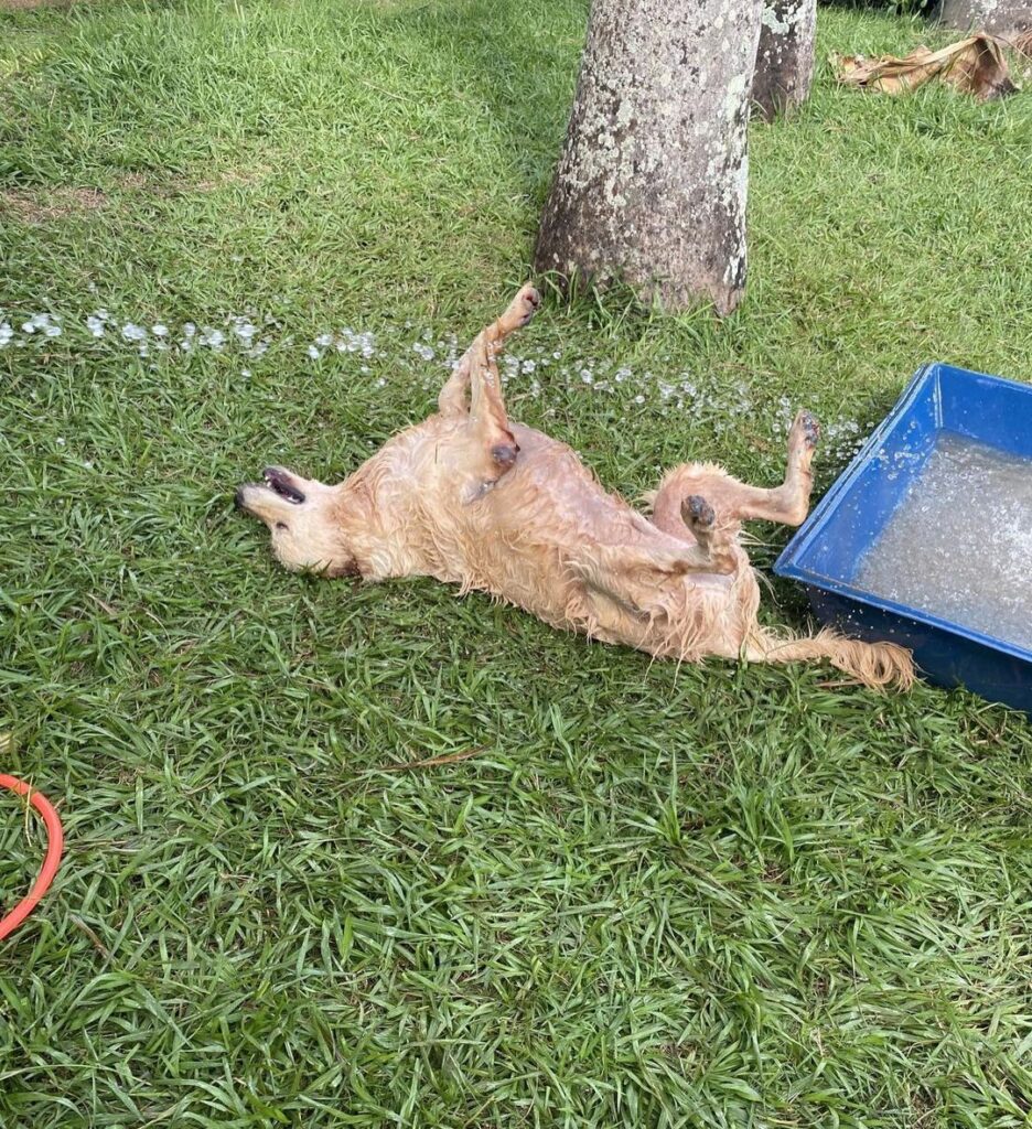 Golden Retriever & água: um caso de amor