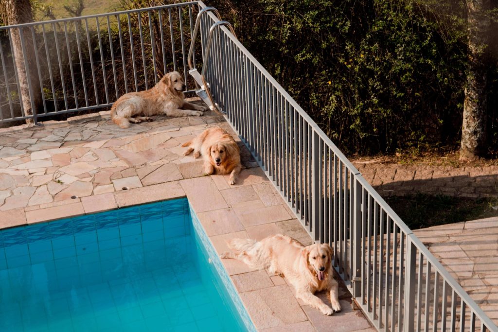 Golden Retriever Dior Dogs