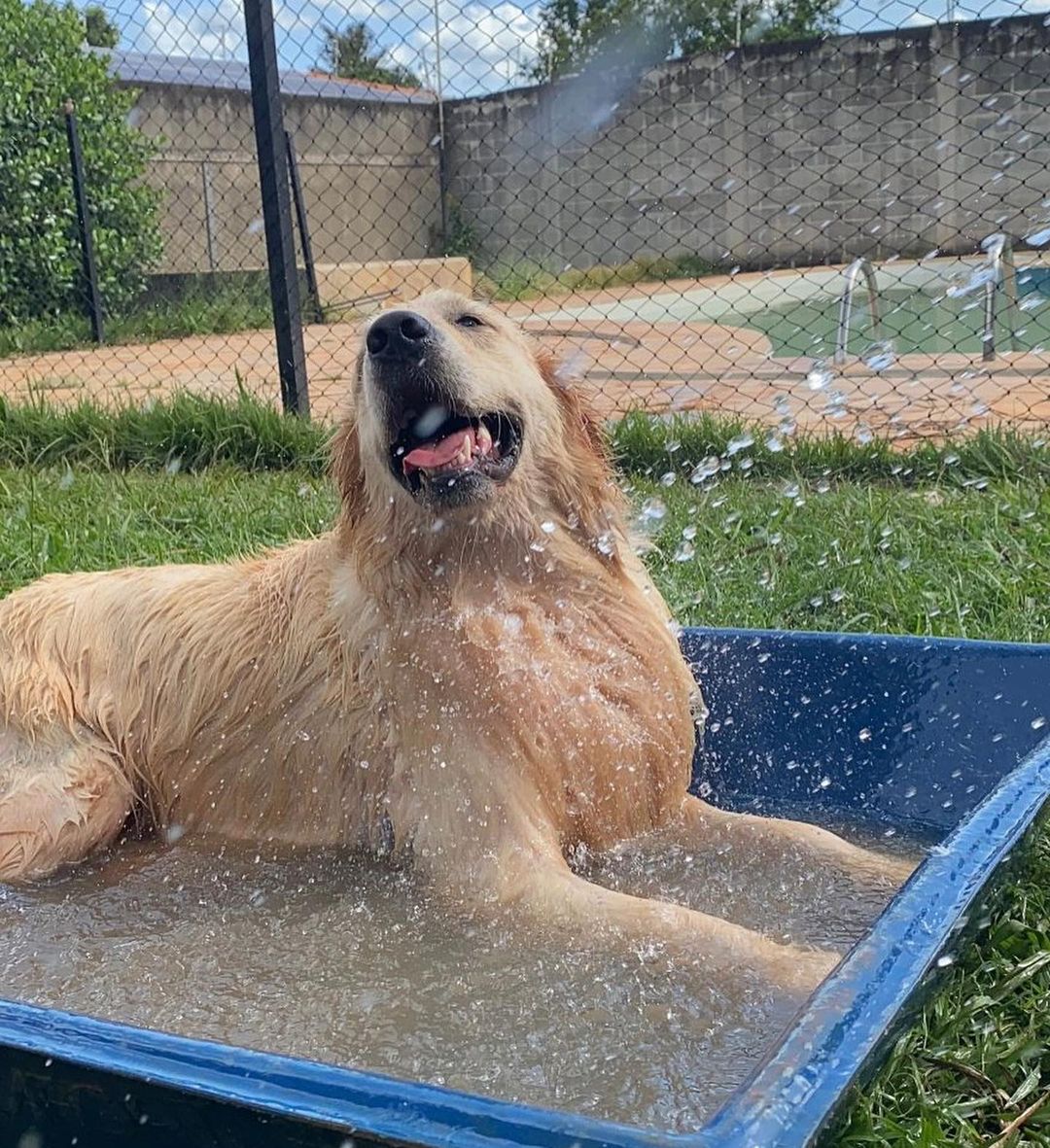 Golden Retriever & água: um caso de amor - Canil Dior Dogs