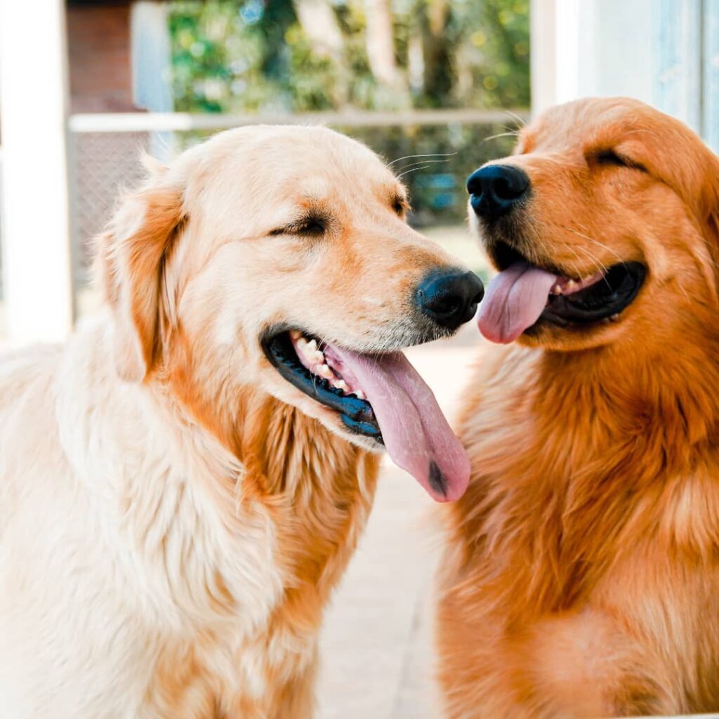 Saiba tudo sobre o Golden Retriever