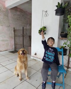 Golden Retriever muda vidas