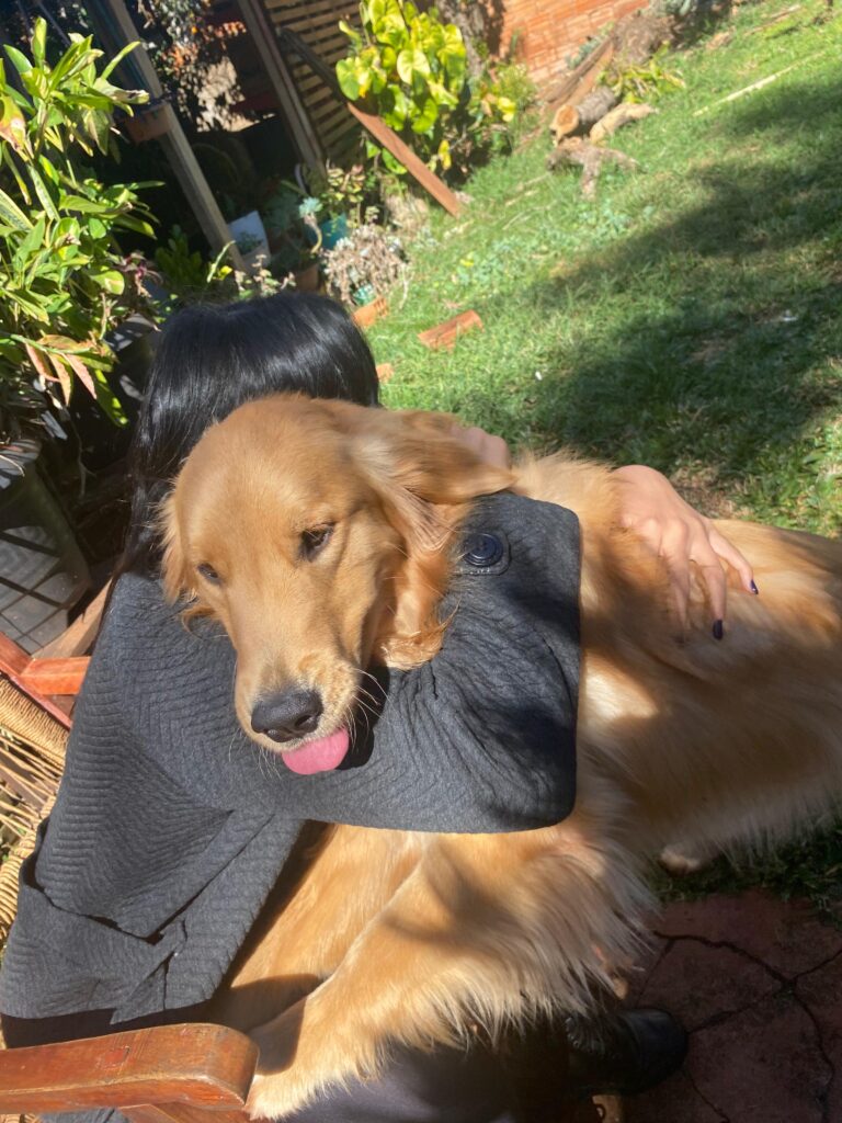 Criação responsável de Golden Retriever na Dior Dogs